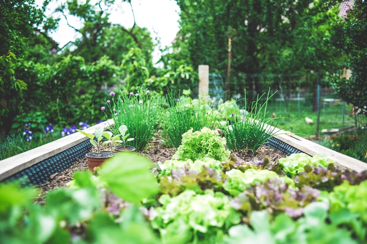 Garden Beds