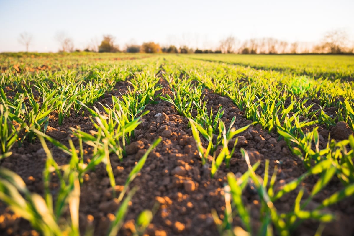 Spring Crop Rows