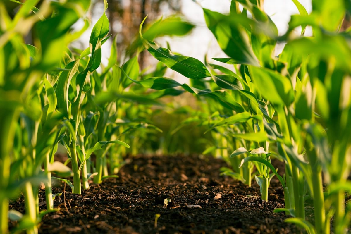 Young Corn Stalks