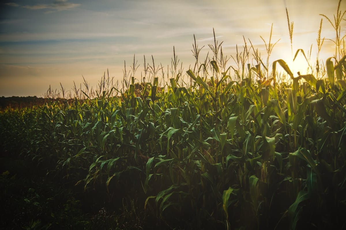 Corn Field Sunset
