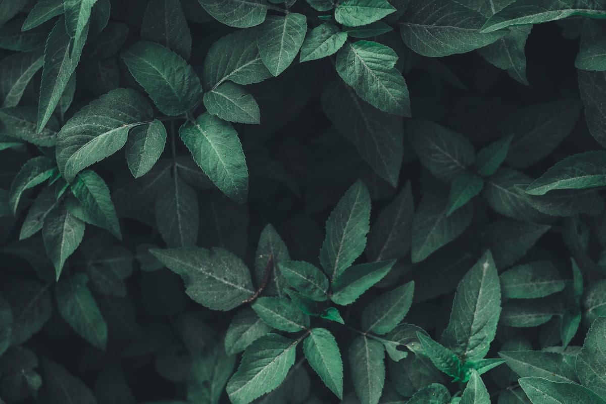Dark Green Leaves