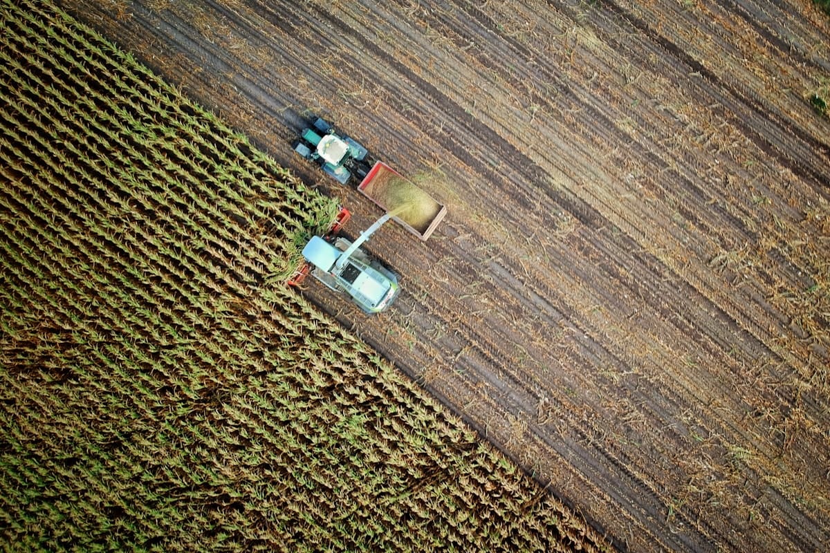 Corn Harvest Aerial
