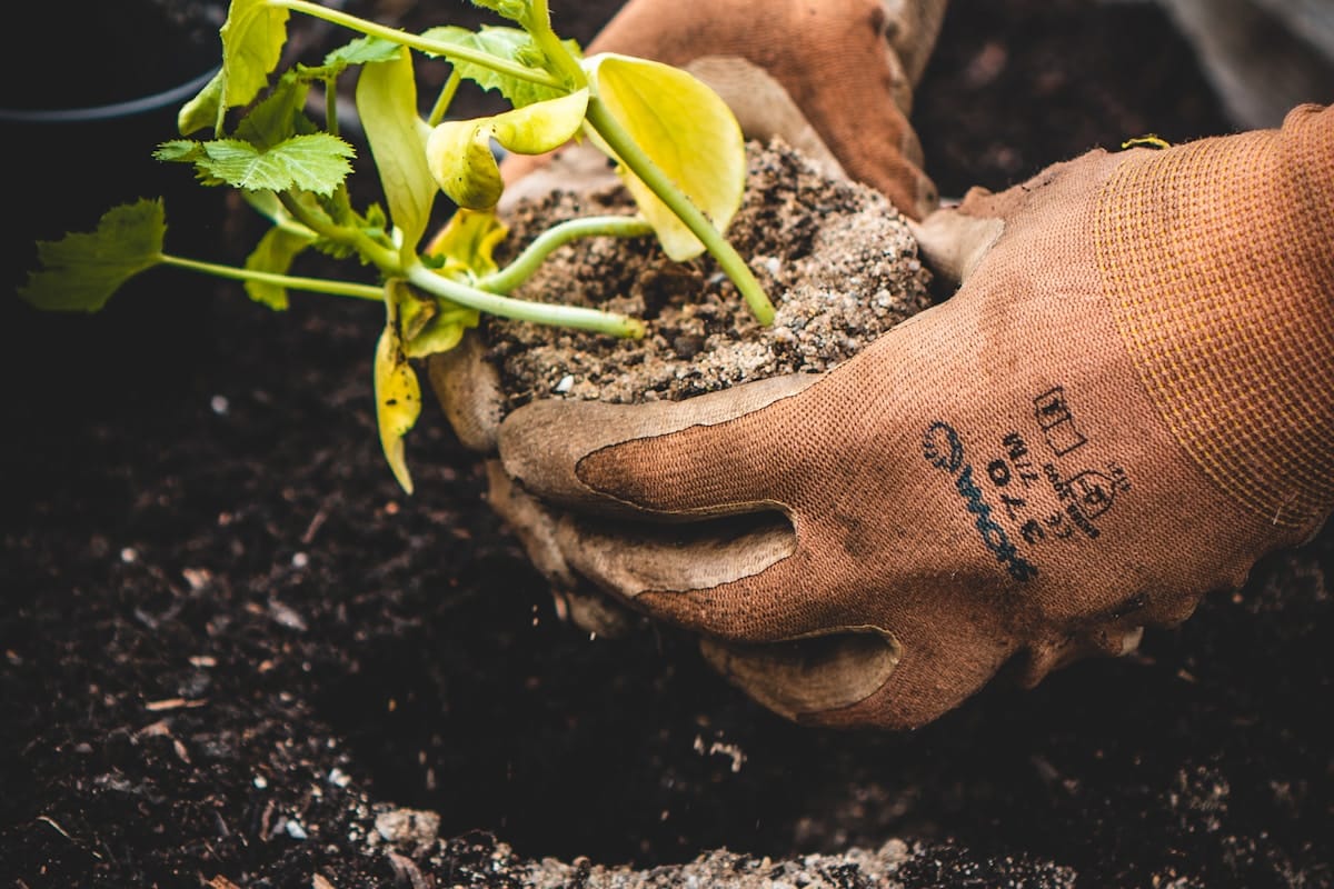 Hands in the Soil