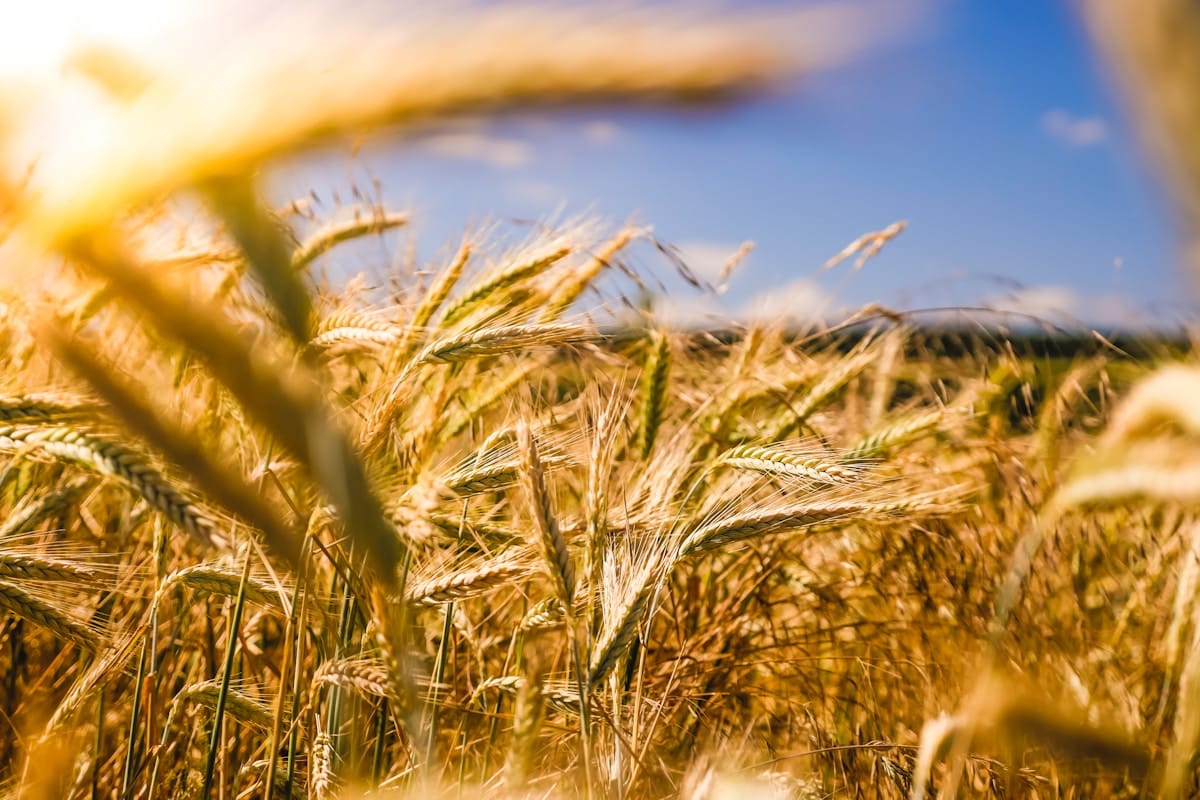 Golden Wheat