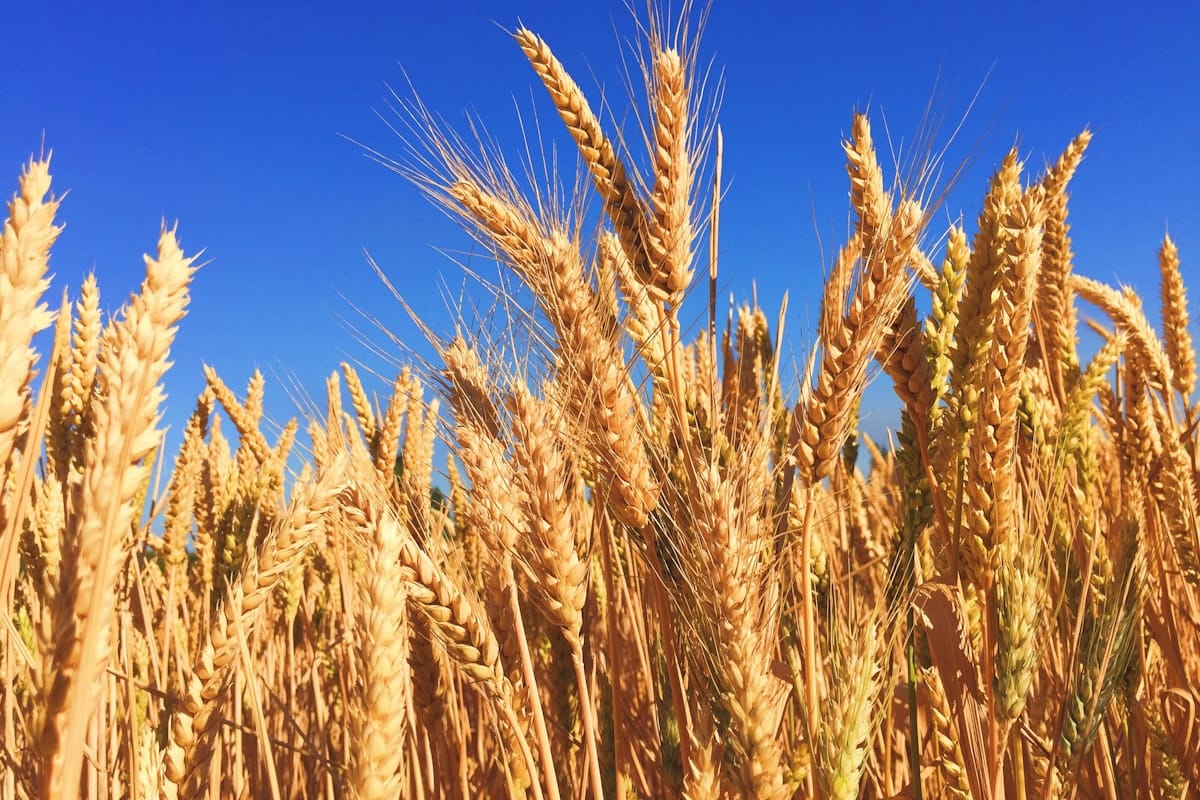 Wheat Close-up