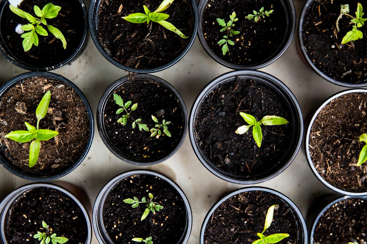 Seedling Pots